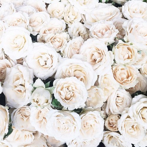 Mur rose blanche article