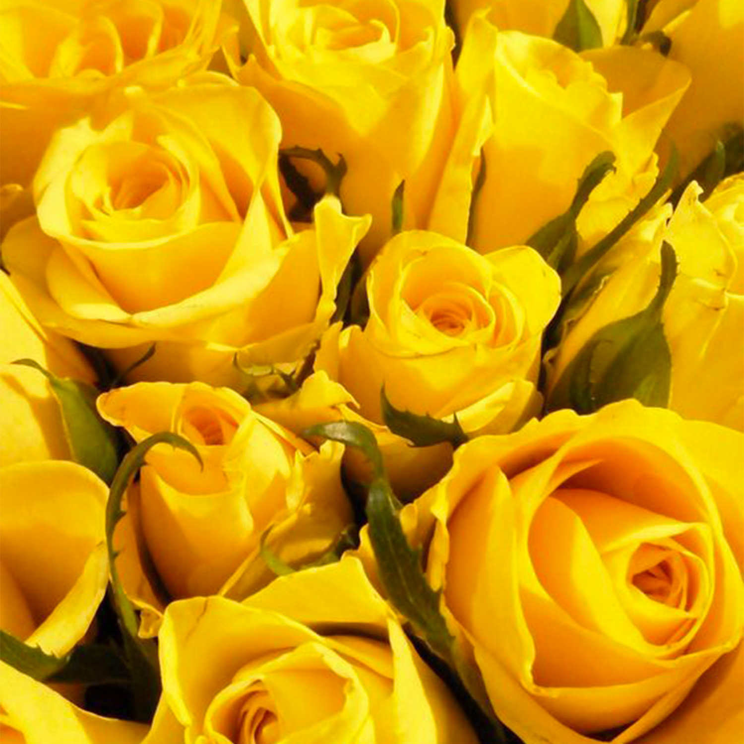 La rose de couleur Jaune