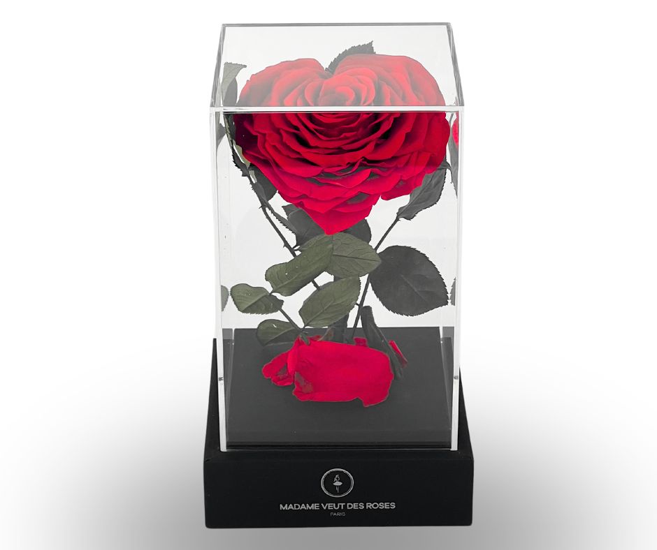 Rose éternelle sous cloche carrée 22cm- Amoureuse
