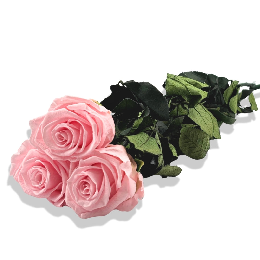 Bouquet 3 roses éternelles avec tiges 49 cm - Rose
