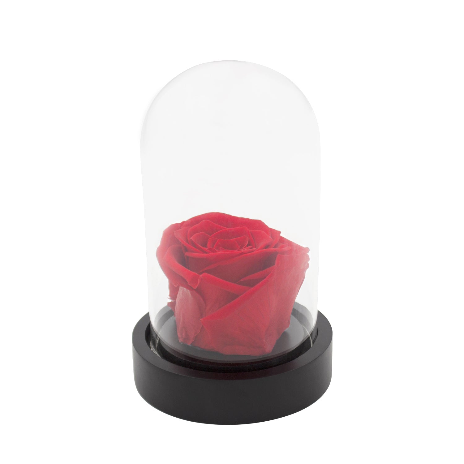 Rose éternelle sous cloche - Madame Veut Des Roses