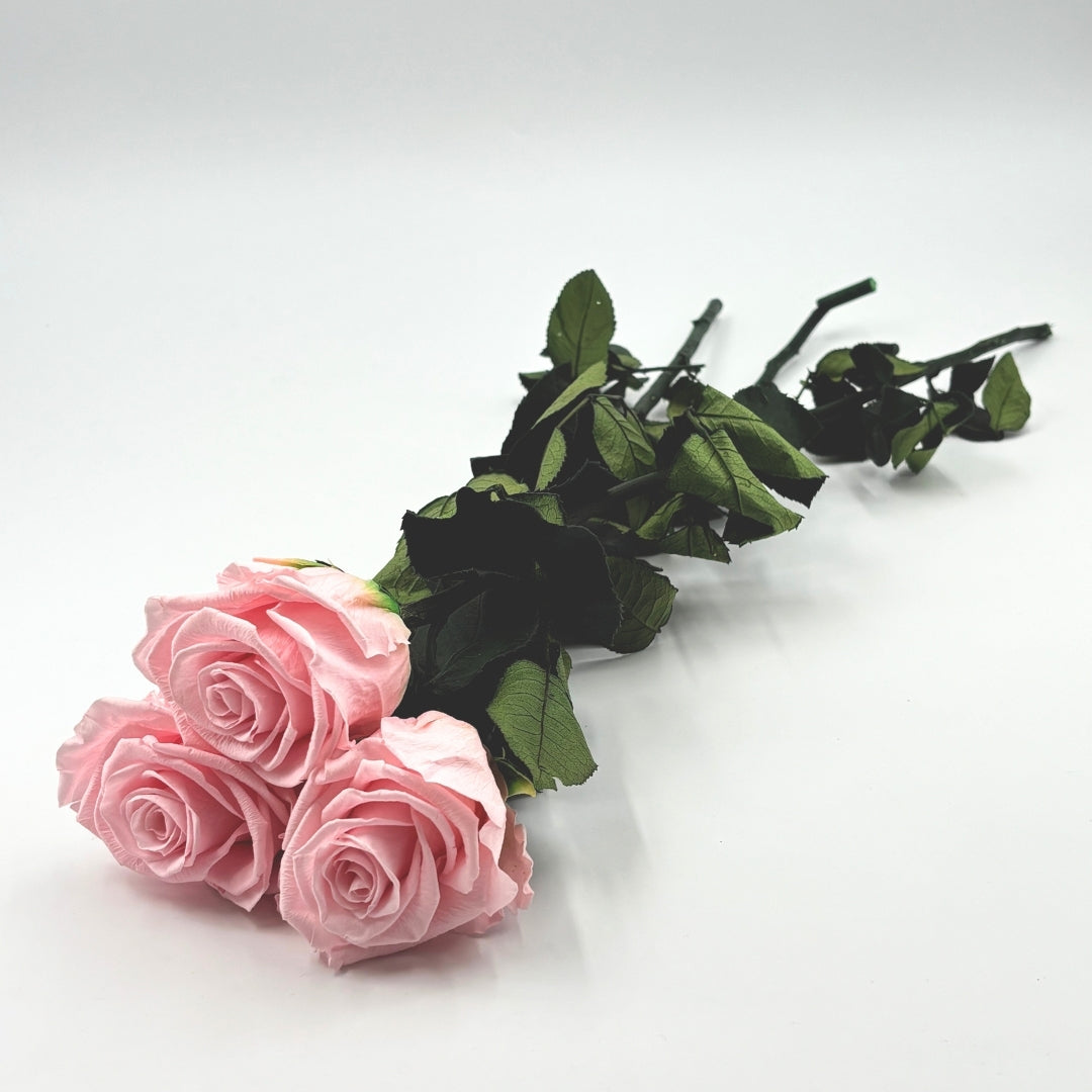 Bouquet 3 roses éternelles avec tiges 49 cm - Rose