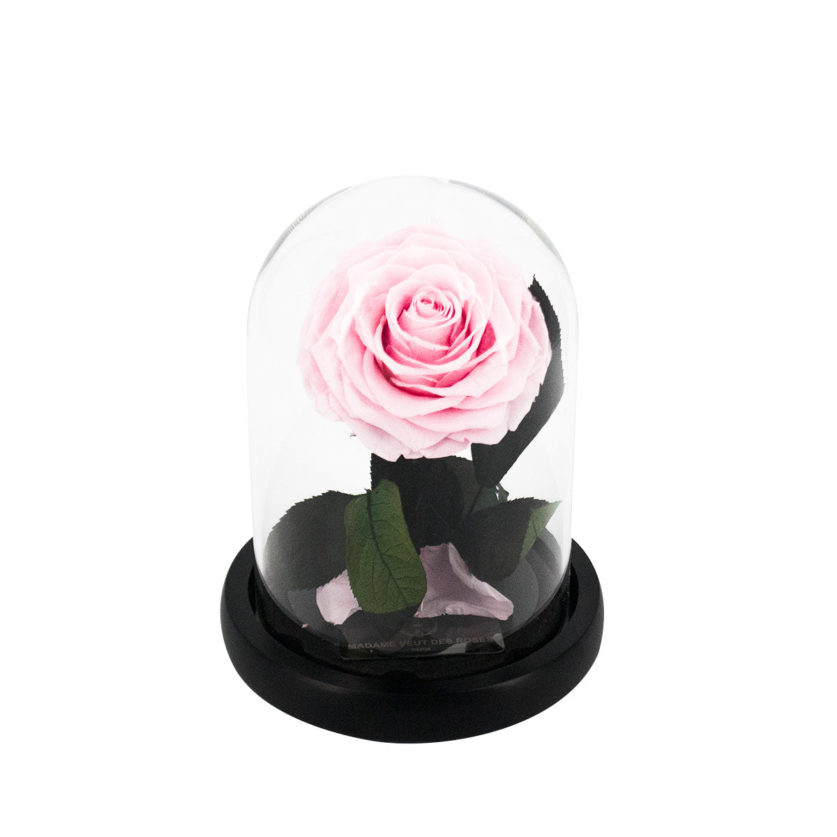 Rose éternelle sous cloche - Madame Veut Des Roses