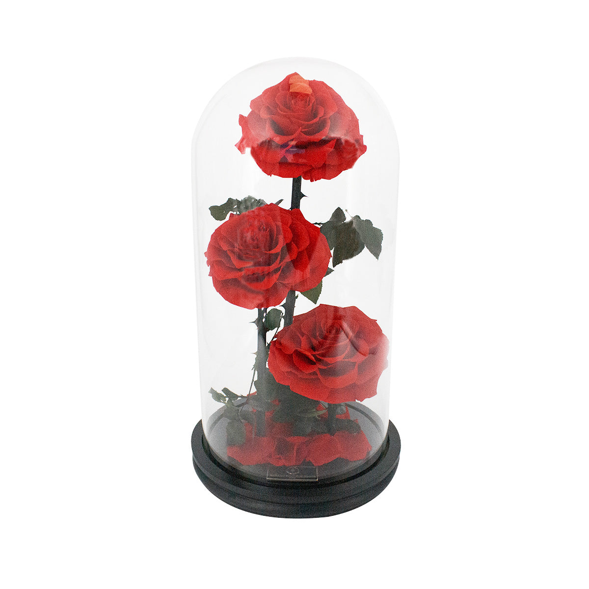 Rose éternelle sous cloche - Madame Veut Des Roses