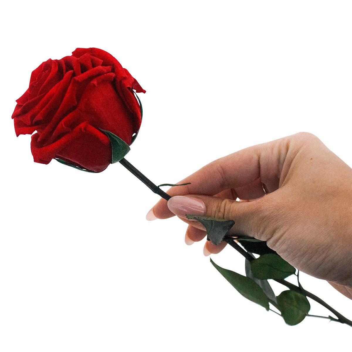 Rose éternelle avec tige - Madame Veut Des Roses