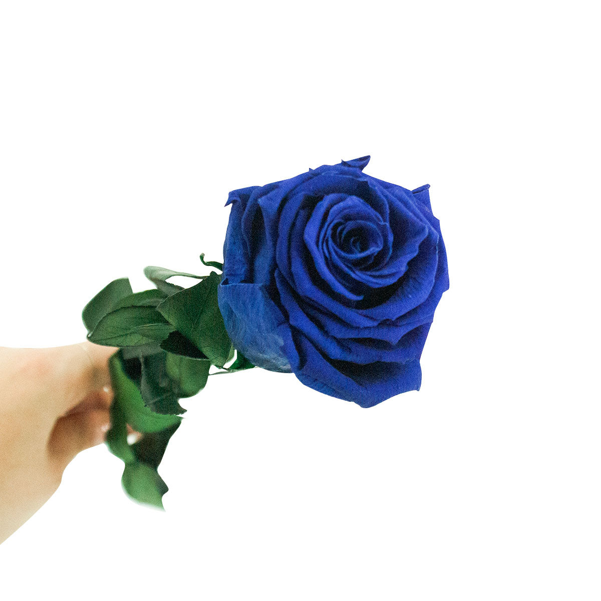 Rose éternelle avec tige - Madame Veut Des Roses