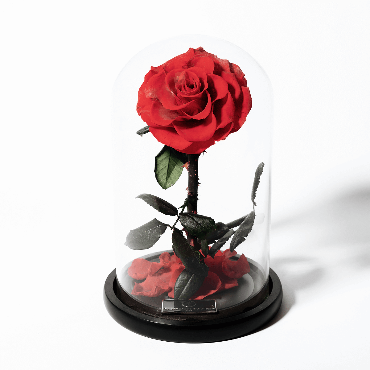 Rose éternelle sous cloche - Madame Veut Des Roses