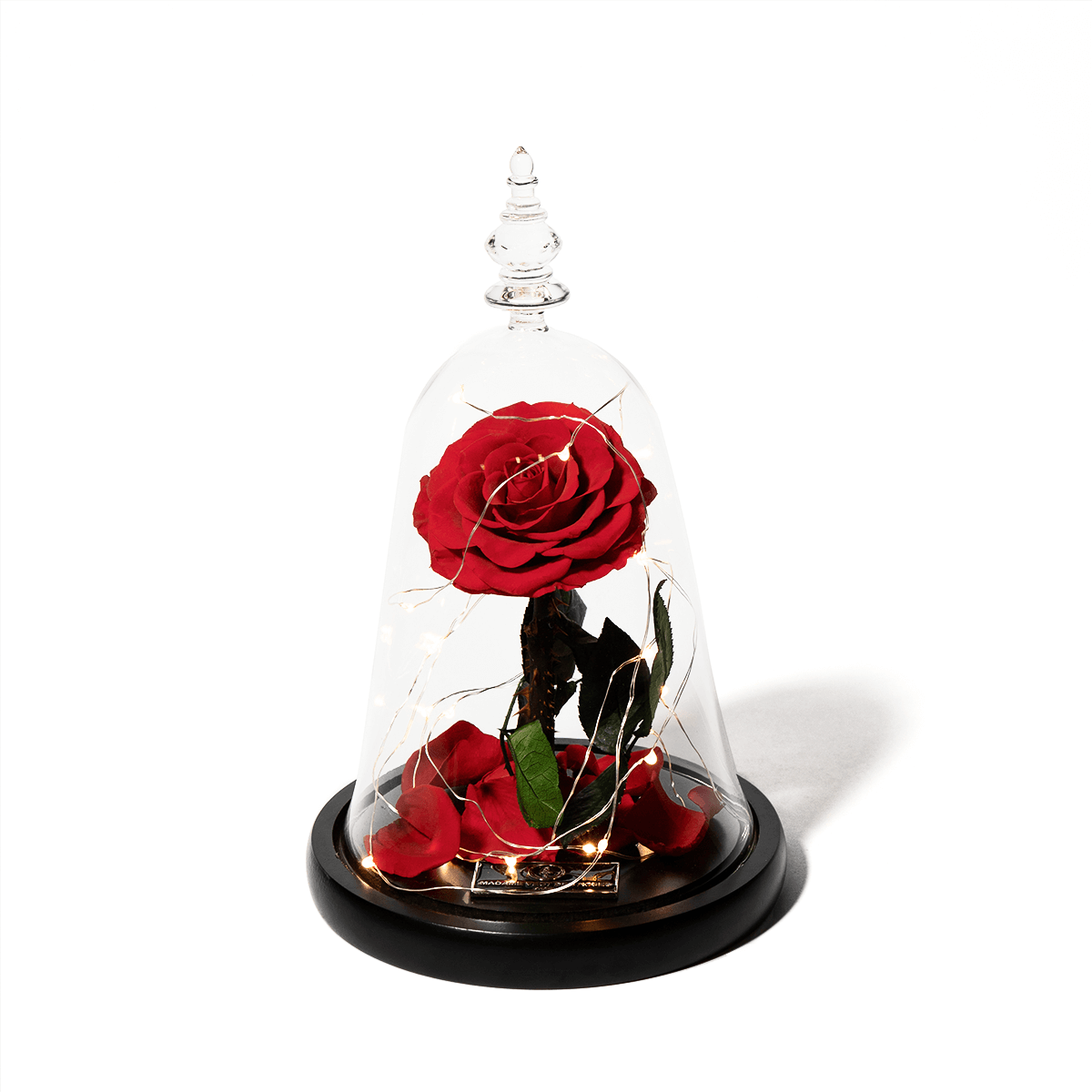 Rose éternelle sous cloche 26cm - Lumineuse Captivante