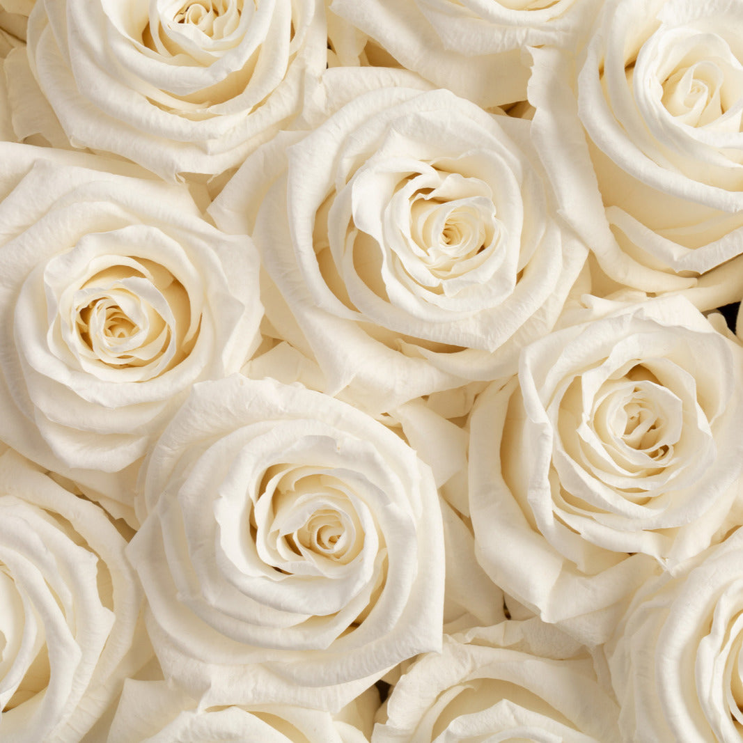 Zoom sur les roses blanches