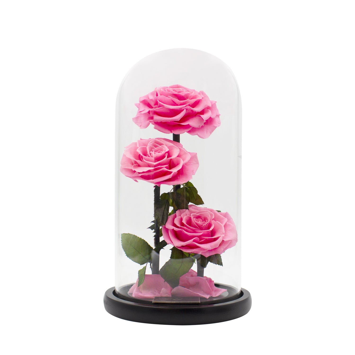 Rose éternelle sous cloche - Madame Veut Des Roses