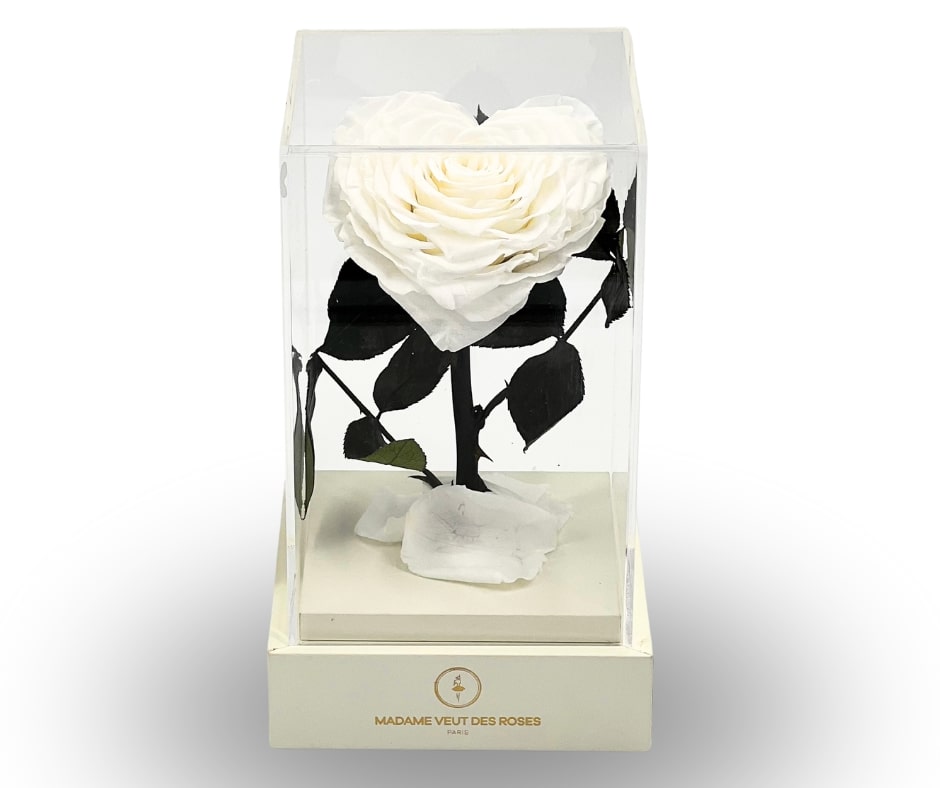 Rose éternelle sous cloche carrée 22cm - L'Amoureuse
