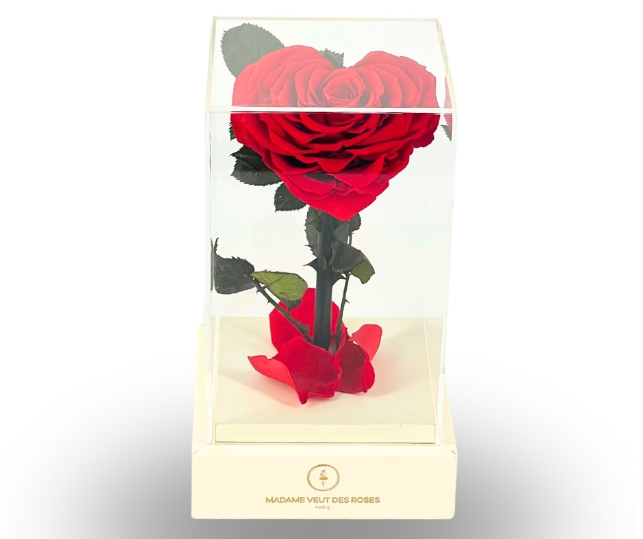 Rose éternelle sous cloche carrée 22cm - L'Amoureuse