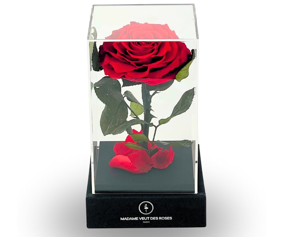 Rose éternelle sous cloche carrée 22cm - La Passionnante