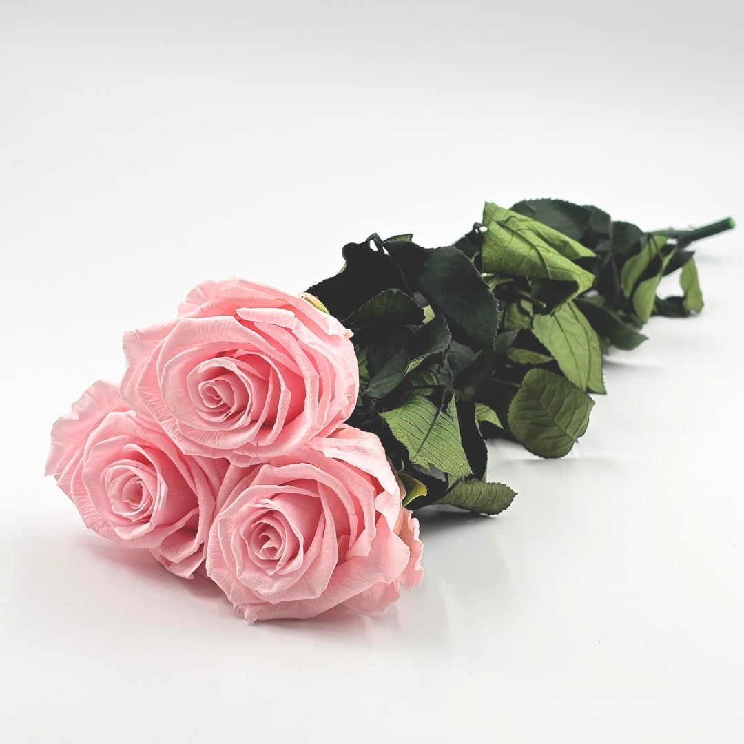 Bouquet 3 roses éternelles avec tiges 49 cm - Rose