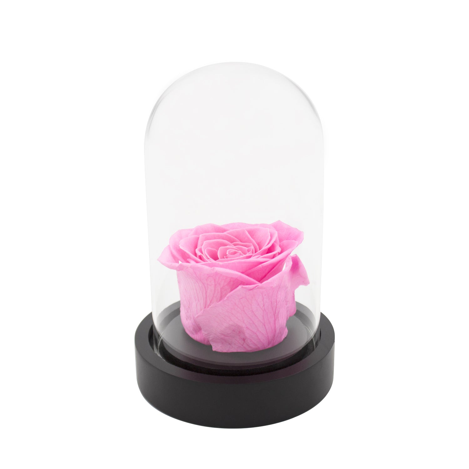 Rose éternelle sous cloche - Madame Veut Des Roses