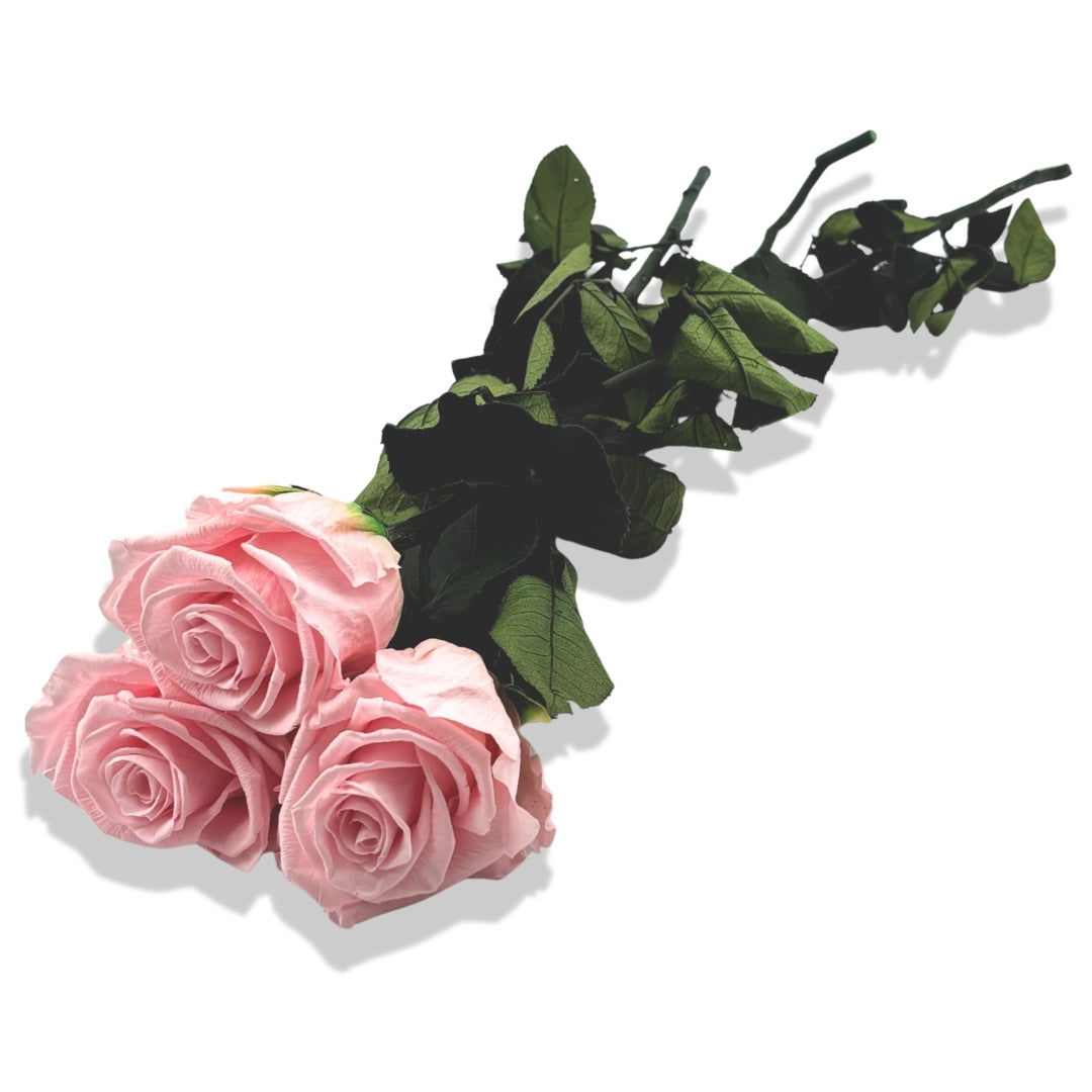 Bouquet 3 roses éternelles avec tiges 49 cm - Rose