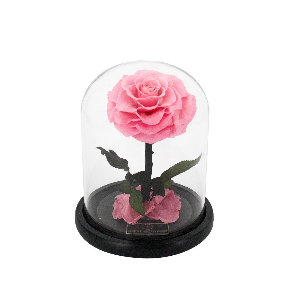 Rose éternelle sous cloche - Madame Veut Des Roses