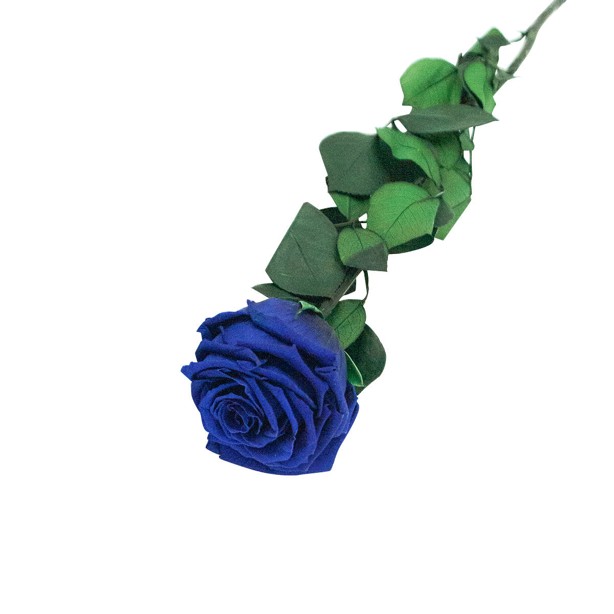 Rose éternelle avec tige - Madame Veut Des Roses