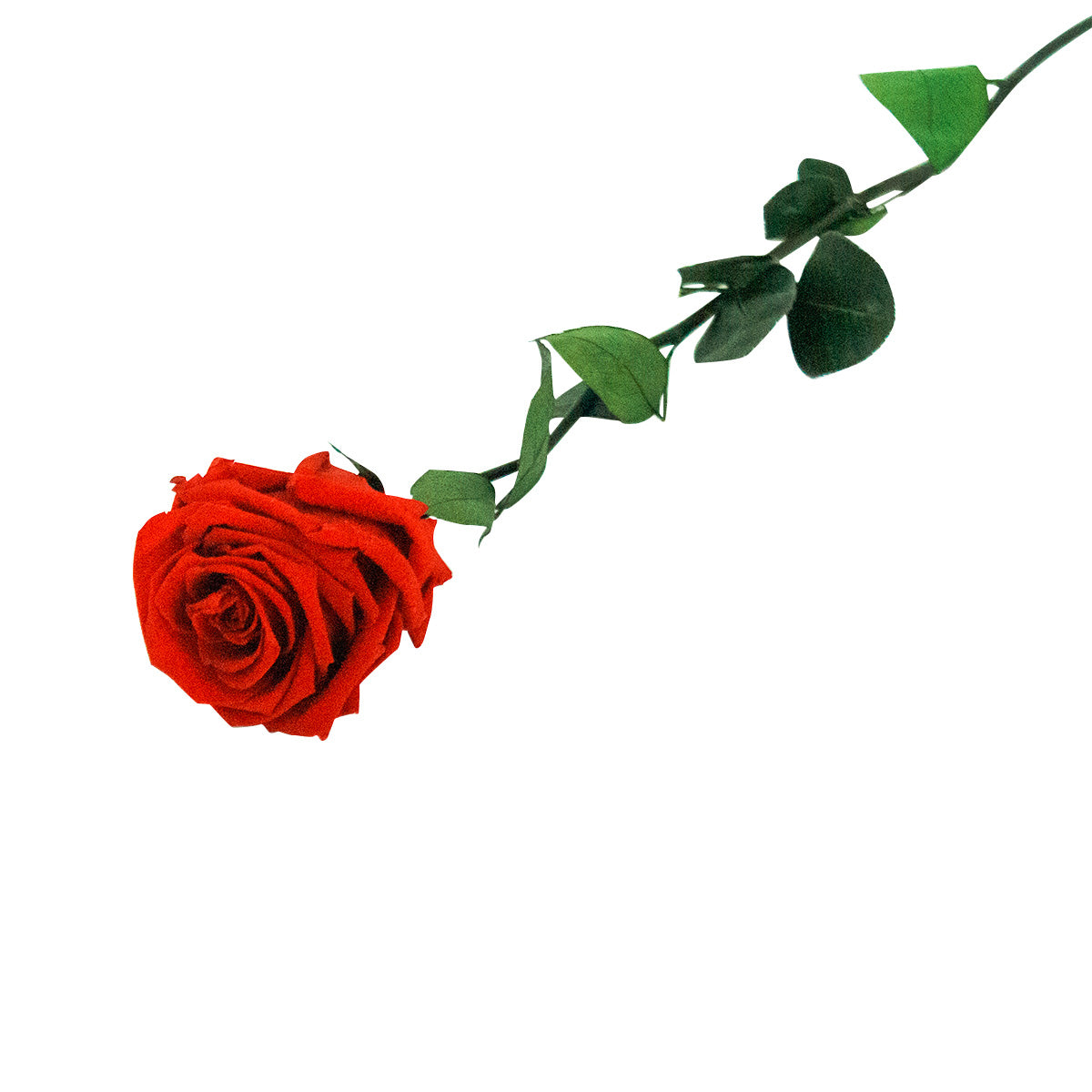 Rose éternelle avec tige - Madame Veut Des Roses