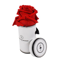 Rond Solo - Roses éternelles - Madame Veut Des Roses