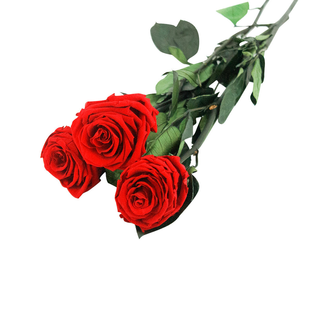 Rose éternelle Rouge Avec Tige - Véritable Fleur Stabilisée | Boîte Cadeau Luxe - Pour Saint-Valentin, Anniversaire